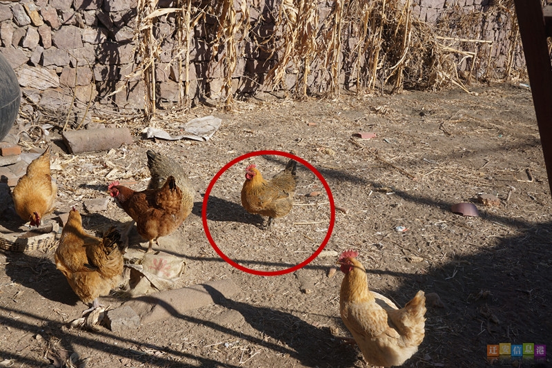 怪异鸡蛋,从鸡蛋里面生出来的真实怪物