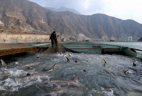 哈尔滨天价鱼明码标价了吗,哈尔滨天价鱼事件发生的原因