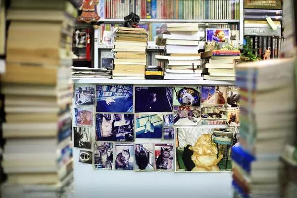 物道丨这家书店，养了33年的猫