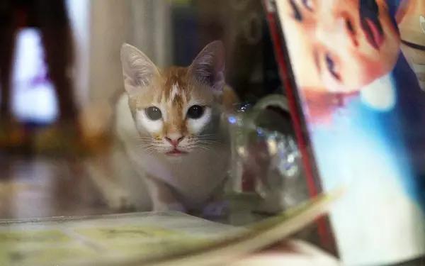 物道丨这家书店，养了33年的猫