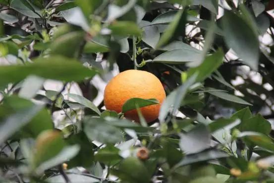 公园里的橙子树,公园里的橙子起什么功能