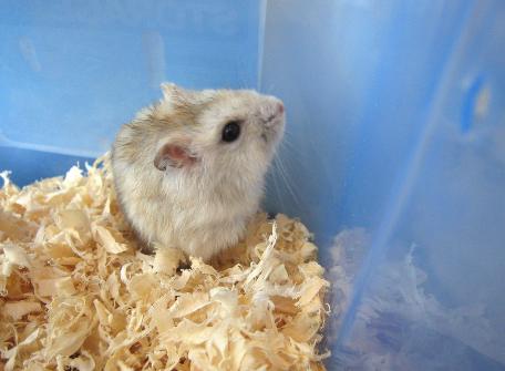 不小心把仓鼠害死了,小仓鼠吃什么对身体好