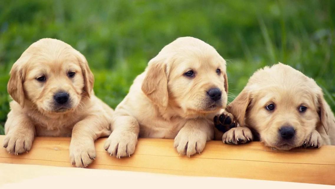 名字奇怪的宠物,好听又奇怪的狗狗名字