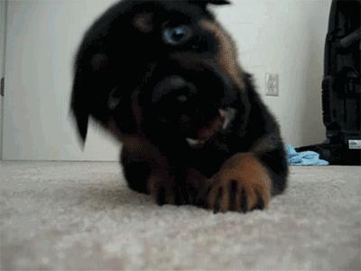 唯一全能犬德牧,全能狗德牧