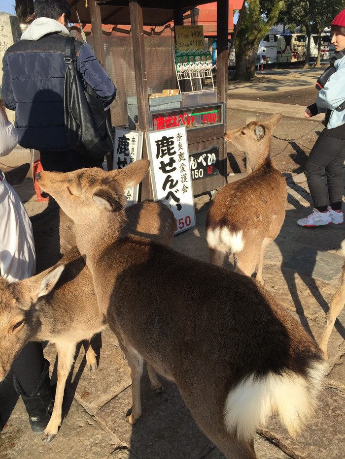 日本的冬天依旧色彩绚烂,冬季日本的冰雪日照