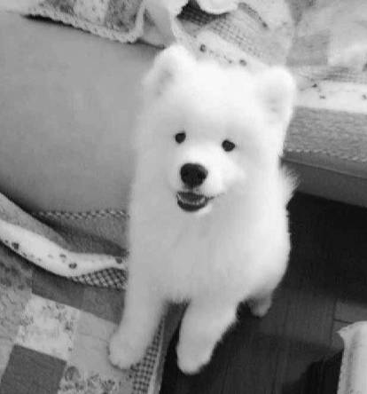 宠物狗能不能上飞机托运,飞机托运狗狗受伤