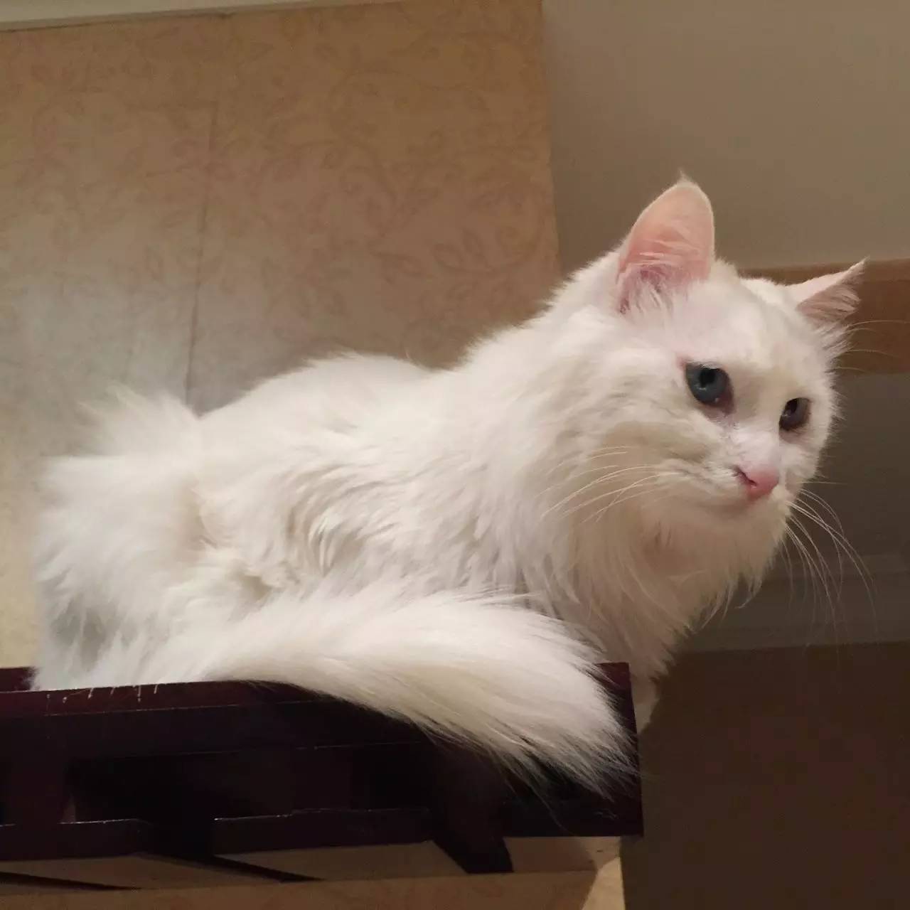 我们和演艺圈最会养猫、码字，知乎最会演戏的段子手聊了聊