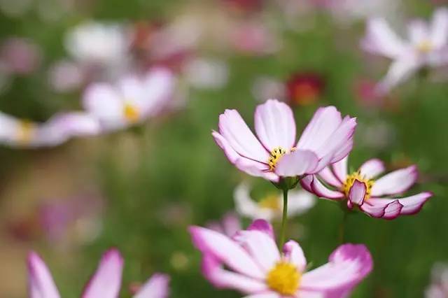 国旅学院的冷餐会不错噢学生证补办流程你都知道？心仪的课程抢到了嘛？周知师大与你一起（5.28—6.2）