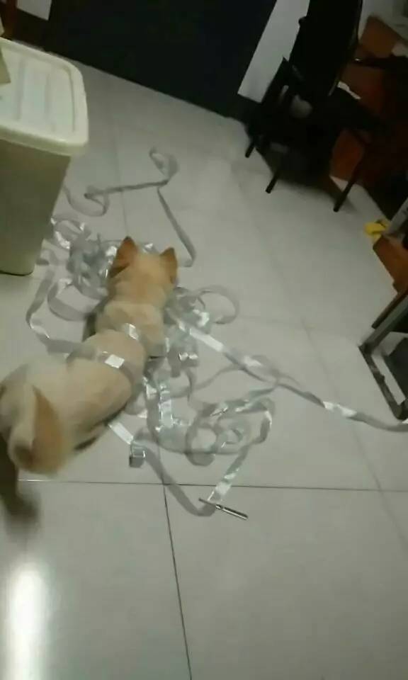 狗狗成精了有多厉害简直不敢相信,狗狗成精厉害简直不敢相信