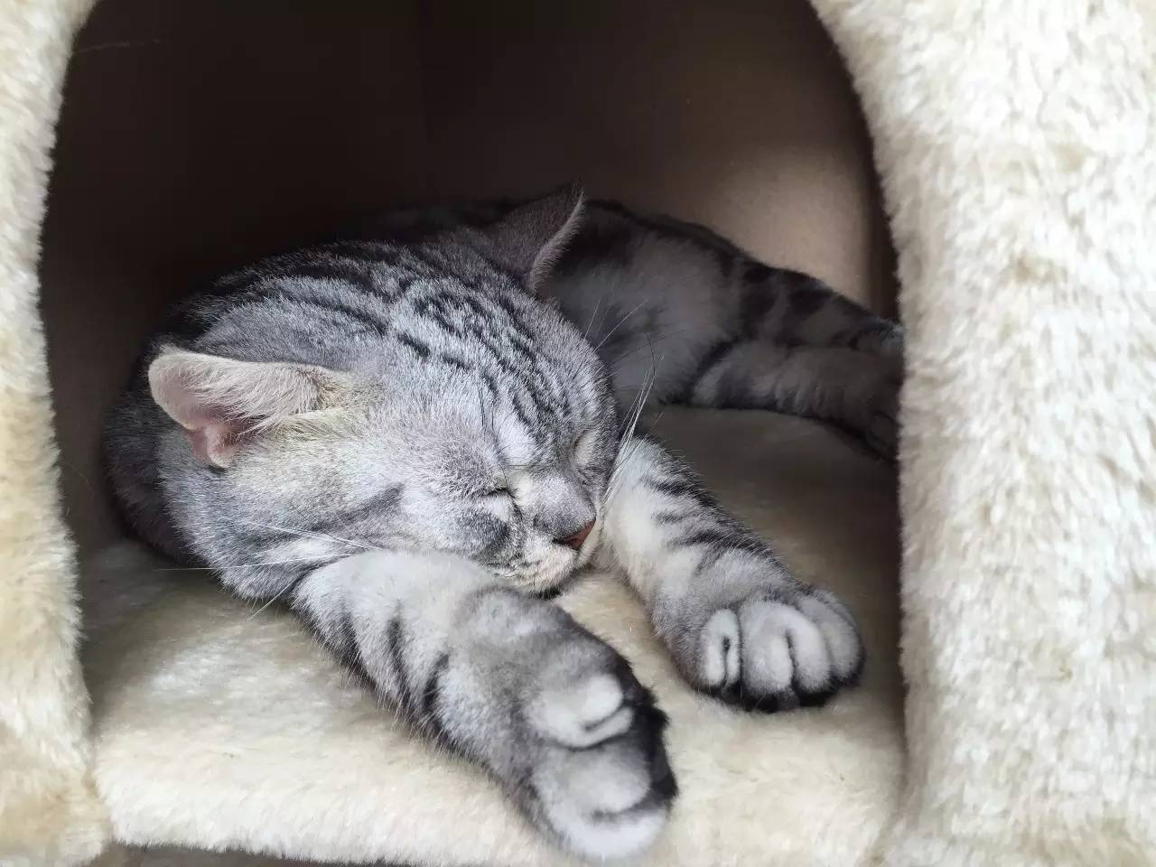 我们和演艺圈最会养猫、码字，知乎最会演戏的段子手聊了聊