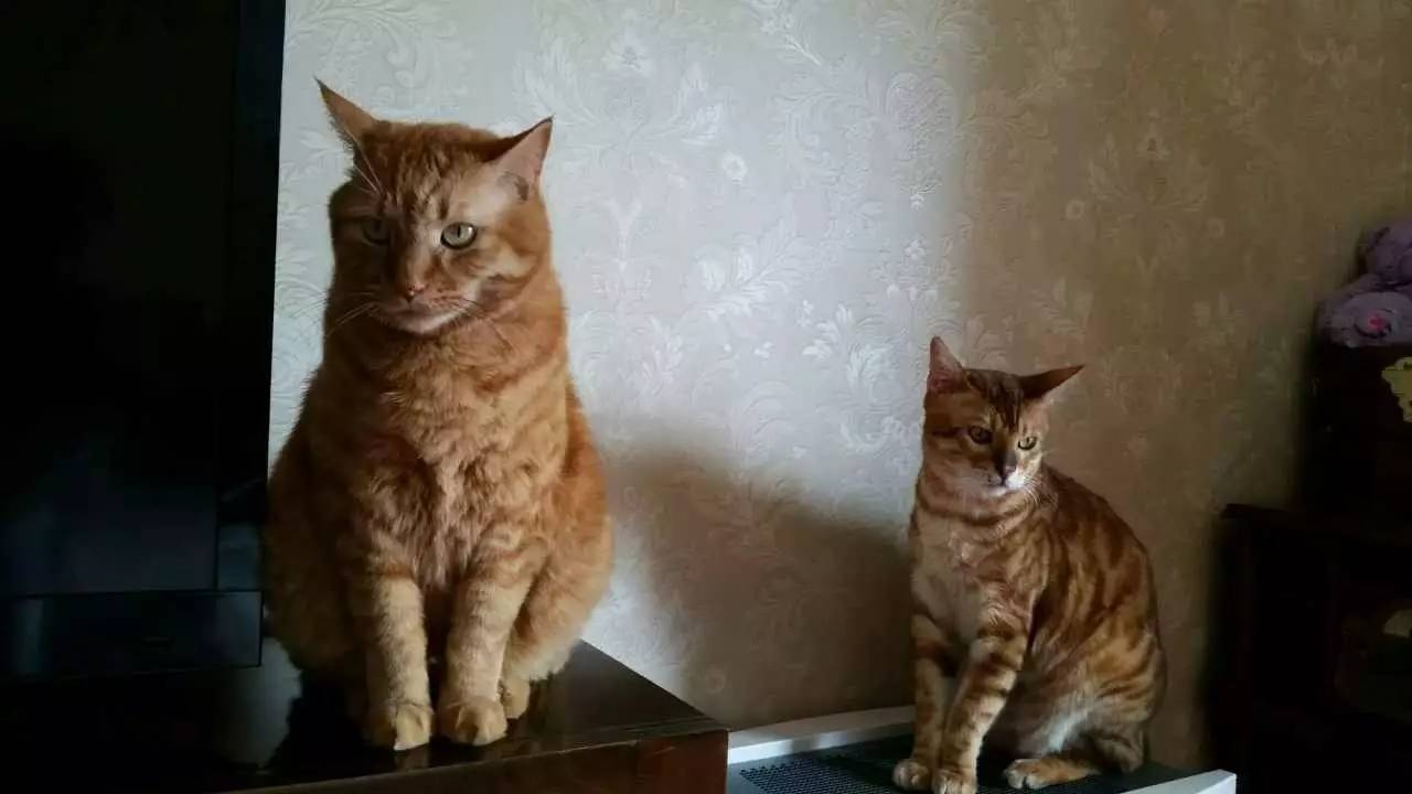 我们和演艺圈最会养猫、码字，知乎最会演戏的段子手聊了聊