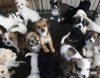 昆明买到星期狗怎么处理,一千多买的狗病了能够起诉吗