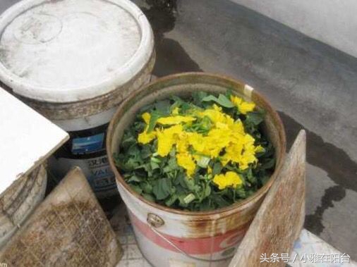 种花没有瓦片,营养土能够种花吗怎么配制