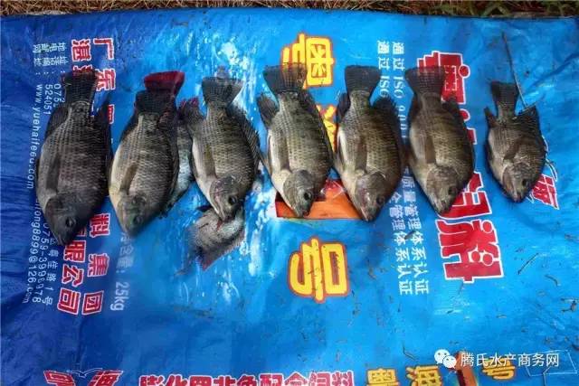 低成本养殖罗非,罗非养殖放养密度