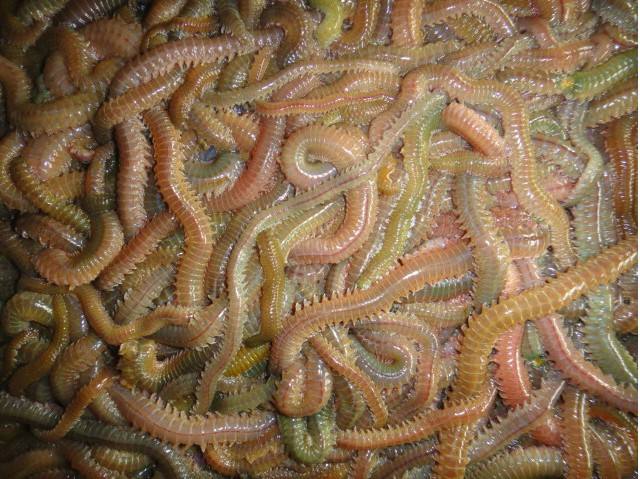 三款令人不可思议的美食,这些神奇的美食让你更惊艳