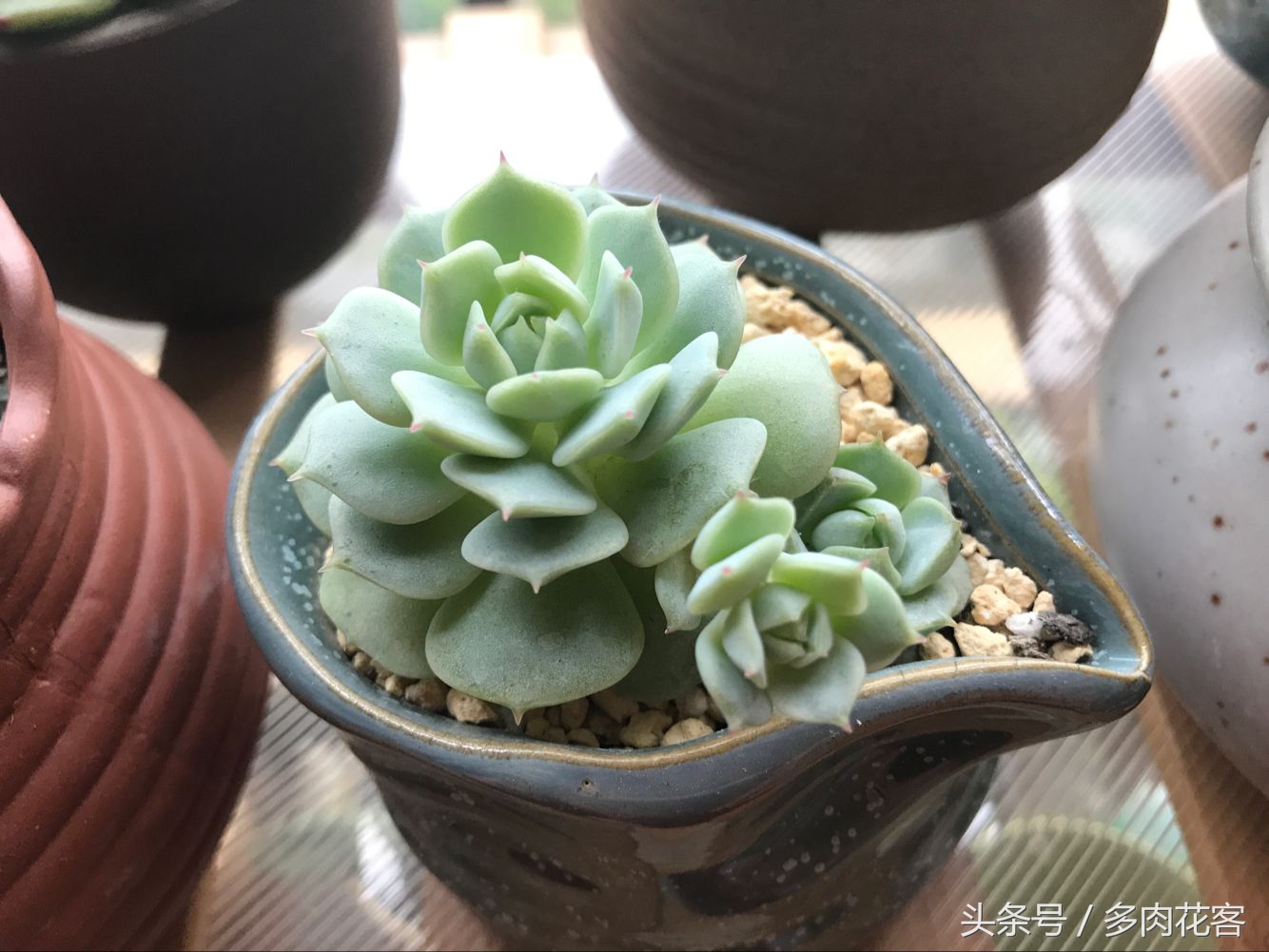 多肉植物怎么避免晒伤,多肉夏天如何防止晒伤