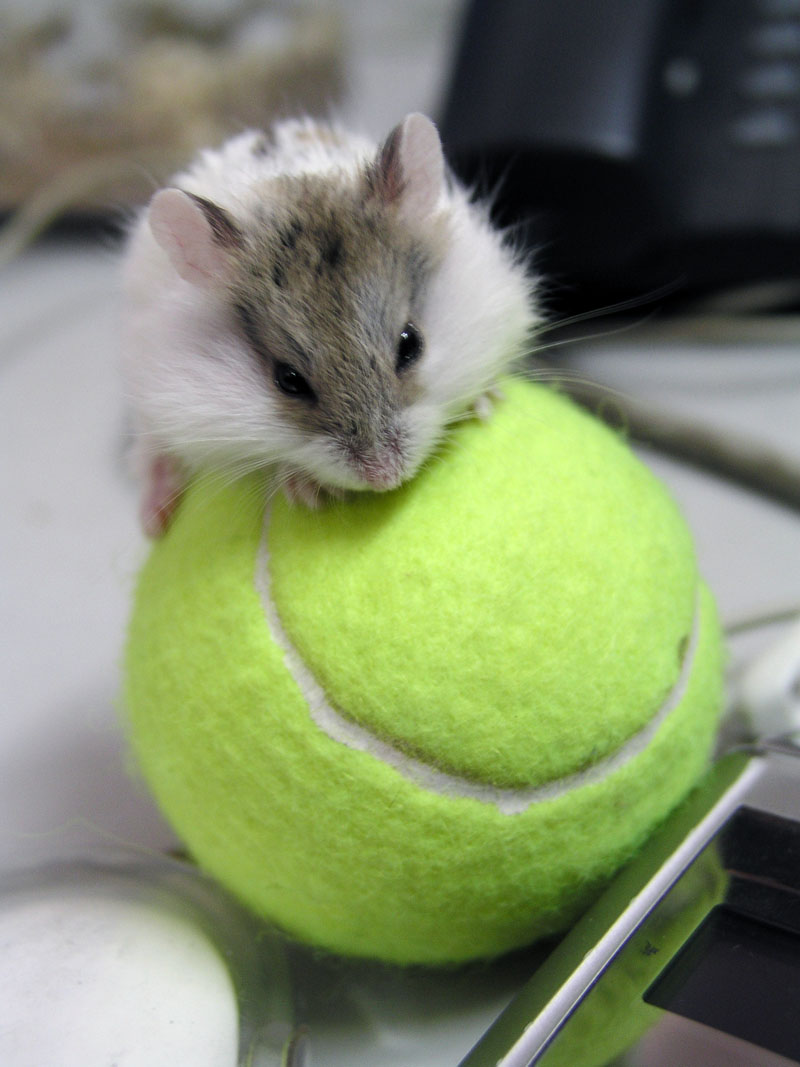 宠物仓鼠为什么不能养,仓鼠身上有什么危害人体的细菌