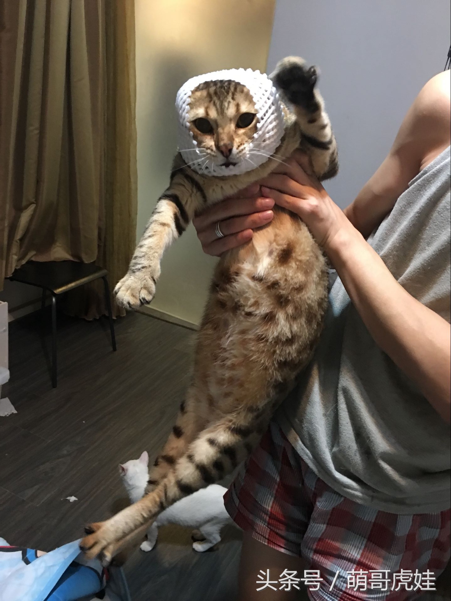 家里的喵星人割了蛋蛋后总是用手挡，小猫：我挡住的是蛋蛋的忧伤