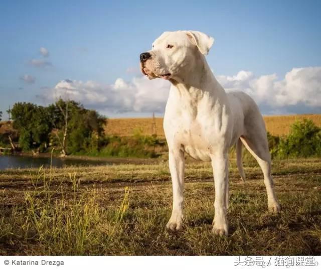 阿根廷杜高犬视频上传,阿根廷杜高犬品相最好
