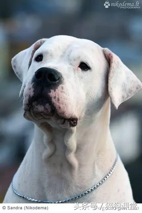 阿根廷杜高犬视频上传,阿根廷杜高犬品相最好