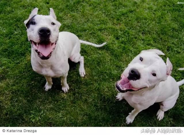 阿根廷杜高犬视频上传,阿根廷杜高犬品相最好