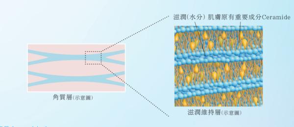 花王防晒系列区别,苏菲娜高保湿防晒