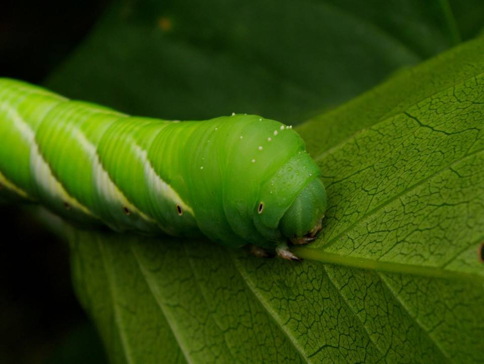 三款令人不可思议的美食,这些神奇的美食让你更惊艳