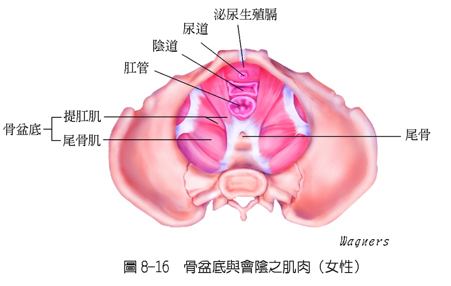 一节完全产后盆底肌修复私教课,产后修复运动王老师