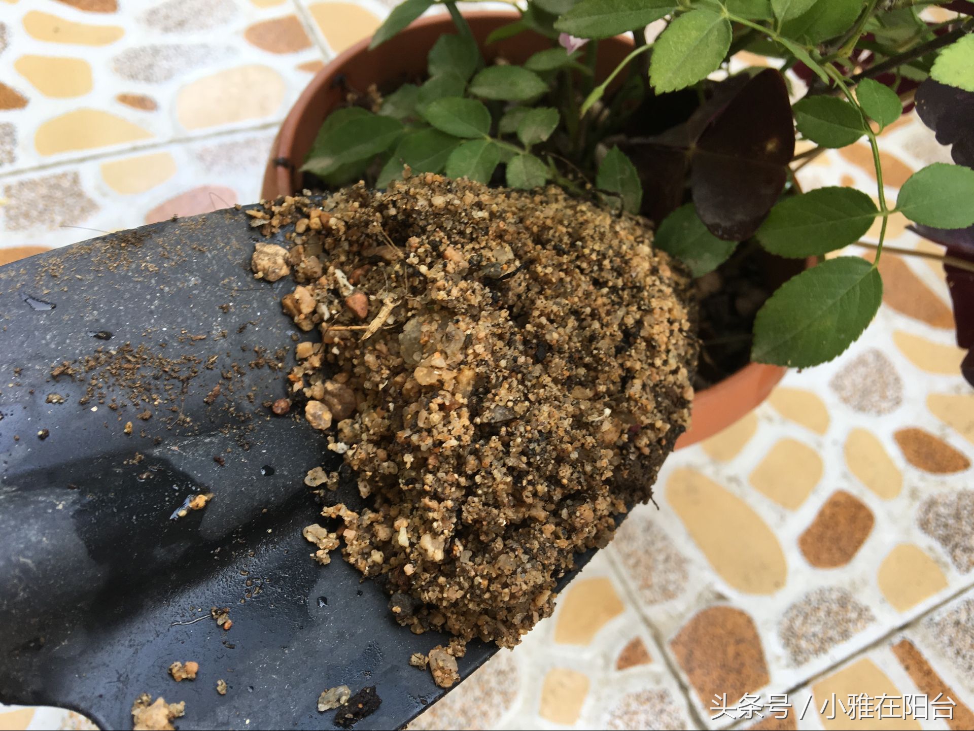 种花没有瓦片,营养土能够种花吗怎么配制