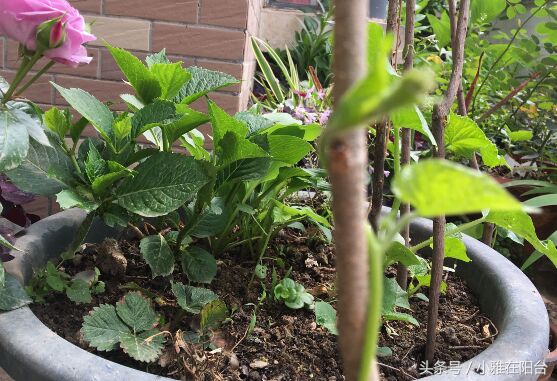 种花没有瓦片,营养土能够种花吗怎么配制