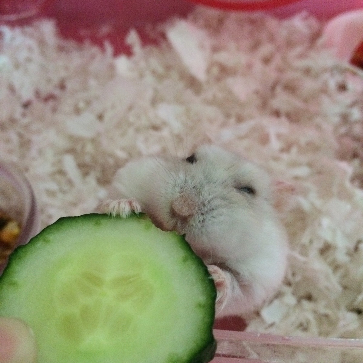 宠物仓鼠为什么不能养,仓鼠身上有什么危害人体的细菌