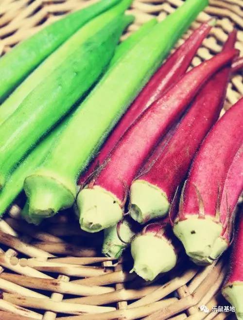 小秋葵有什么好吃的,夏天要多吃秋葵教你新吃法