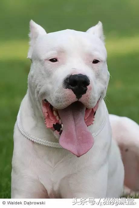 阿根廷杜高犬视频上传,阿根廷杜高犬品相最好