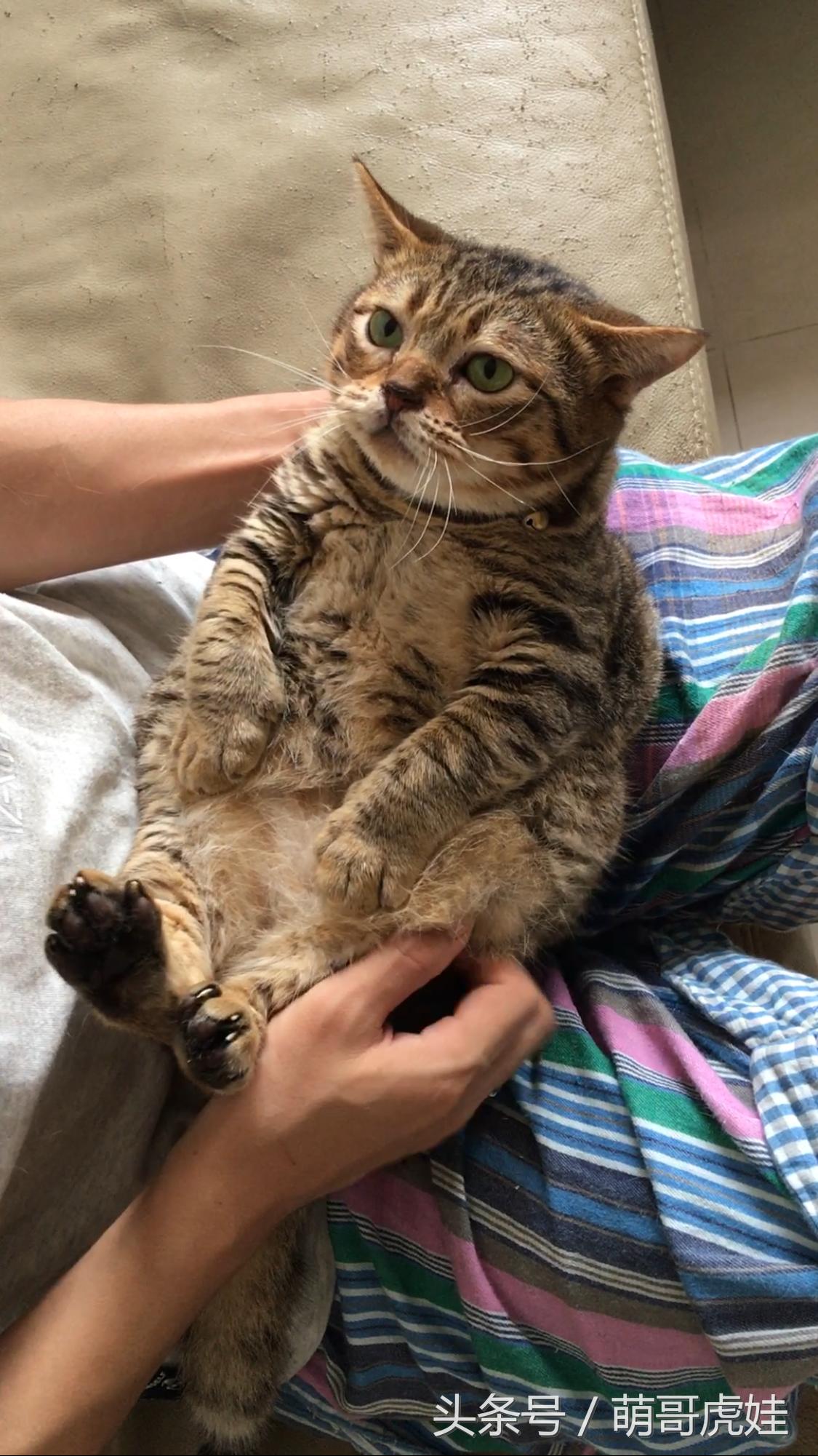 家里的喵星人割了蛋蛋后总是用手挡，小猫：我挡住的是蛋蛋的忧伤