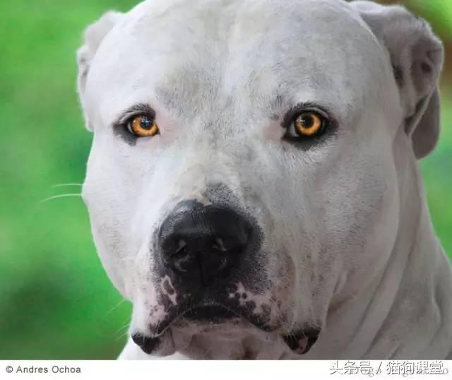 阿根廷杜高犬视频上传,阿根廷杜高犬品相最好