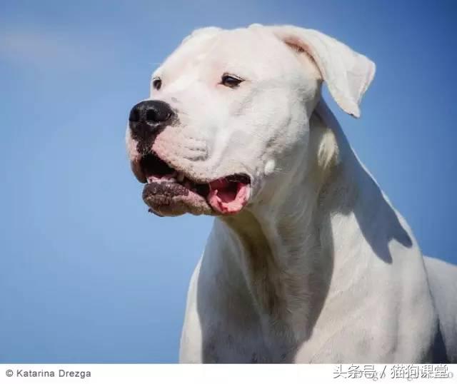 阿根廷杜高犬视频上传,阿根廷杜高犬品相最好