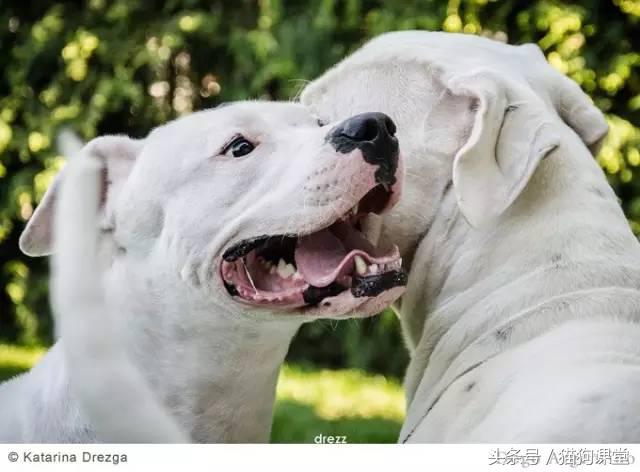 阿根廷杜高犬视频上传,阿根廷杜高犬品相最好