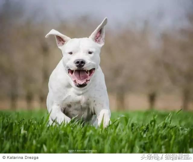 阿根廷杜高犬视频上传,阿根廷杜高犬品相最好