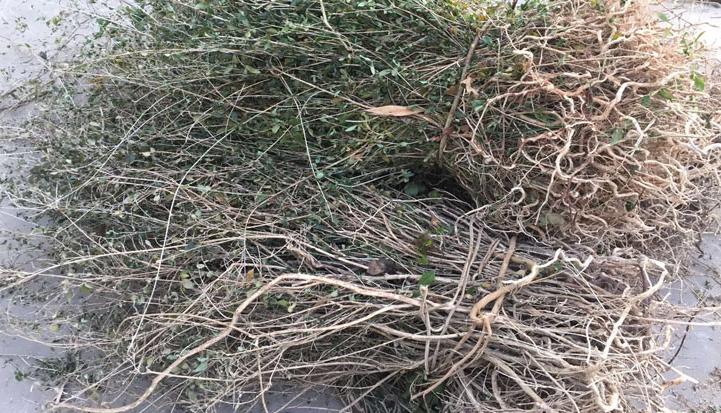 晋剧六月雪斩窦娥全场,小沈阳六月雪斩窦娥全剧