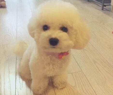 13种常见的宠物狗品种,狗狗价格表又便宜又好养