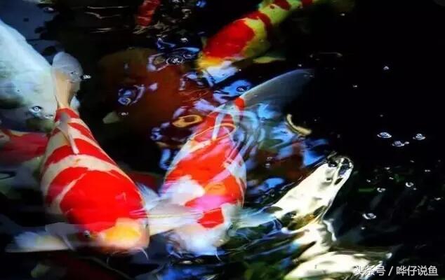 绝对养不死鱼的养鱼小技巧,鱼缸养鱼怎么养不死鱼