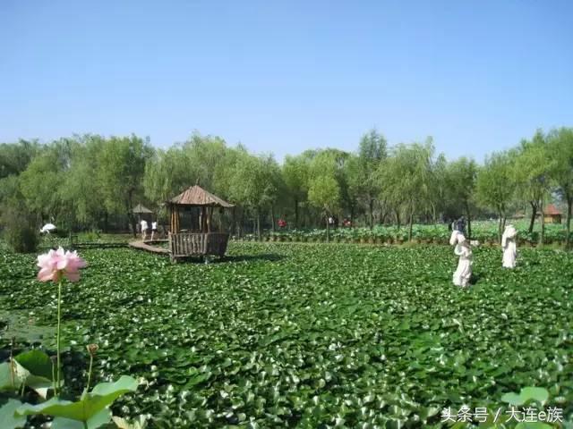 大连沙河口西岗中山哪个区最大,大连市区中山西岗沙河口