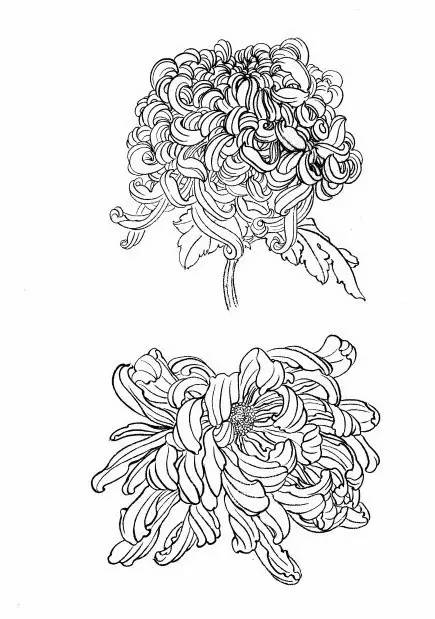 菊花白描工笔画图片大全,国画菊花鸟类白描教学视频