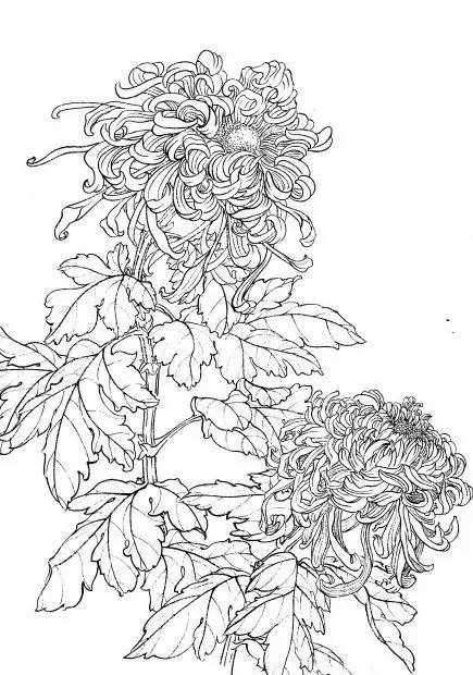 菊花白描工笔画图片大全,国画菊花鸟类白描教学视频