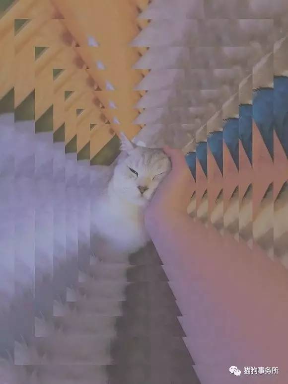 为什么猫能够让一个人的心情变好,猫能使人成熟的从来不是岁月