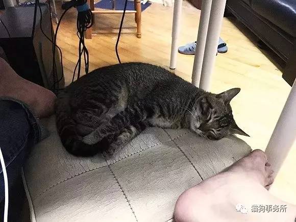 为什么猫能够让一个人的心情变好,猫能使人成熟的从来不是岁月