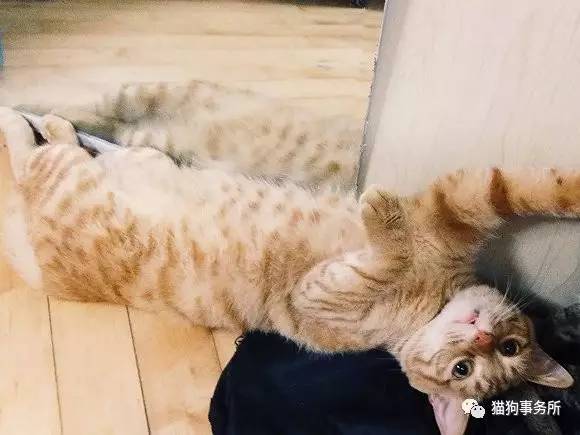 为什么猫能够让一个人的心情变好,猫能使人成熟的从来不是岁月