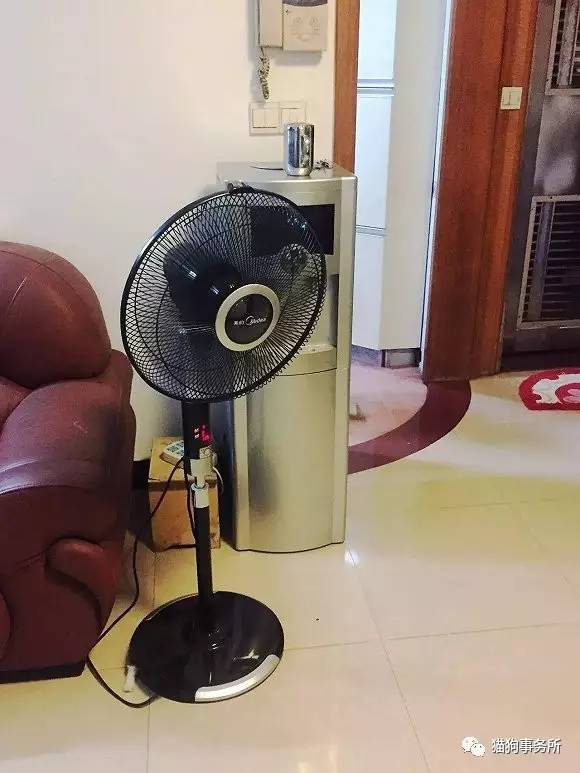 为什么猫能够让一个人的心情变好,猫能使人成熟的从来不是岁月