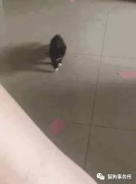 为什么猫能够让一个人的心情变好,猫能使人成熟的从来不是岁月