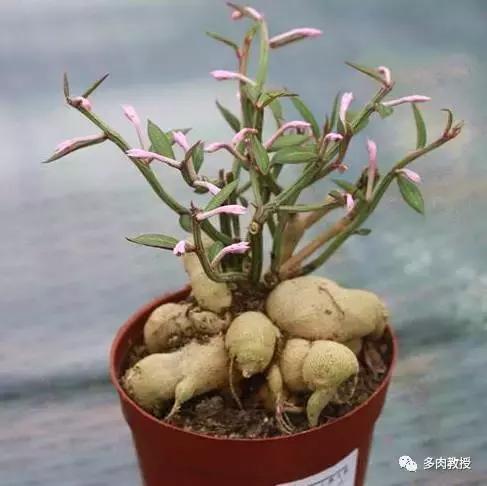 6种名字充满趣味性的多肉,推荐八种高颜值多肉好看又好养